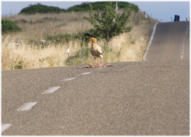 Capovaccaio imprudente